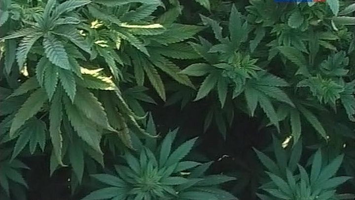 Энергетика растений конопли прикольные картинки на тему марихуана