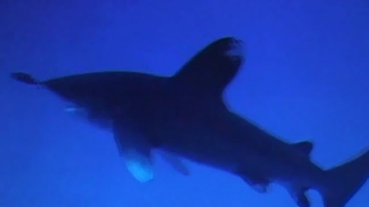 Прибор отпугивающих акул. Они должны найти способ отпугнуть акулу. Отпугивание акул. Найти способ отпугнуть акулу. Найти способ отпугнуть акулу.