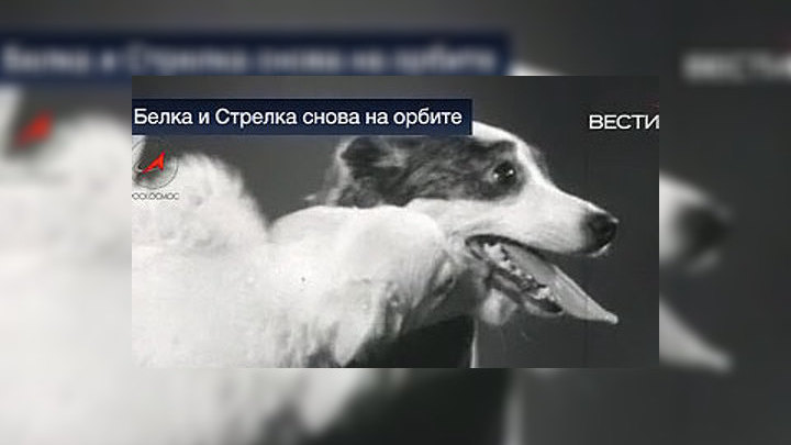 Белка Стрелка Новые Серии 2022 Года Белка Стрелка Новые Серии 2022 Года