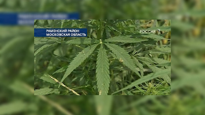 Марихуана в московской области как выращивать марихуану в почве