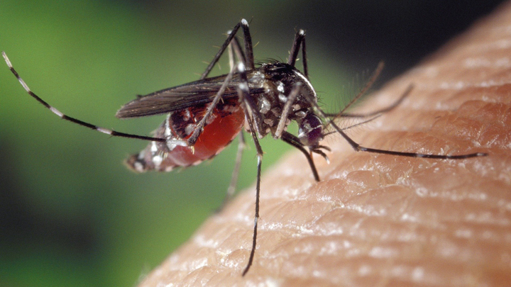 Комаров хотят отучить пить кровь, удалив соответствующие гены
