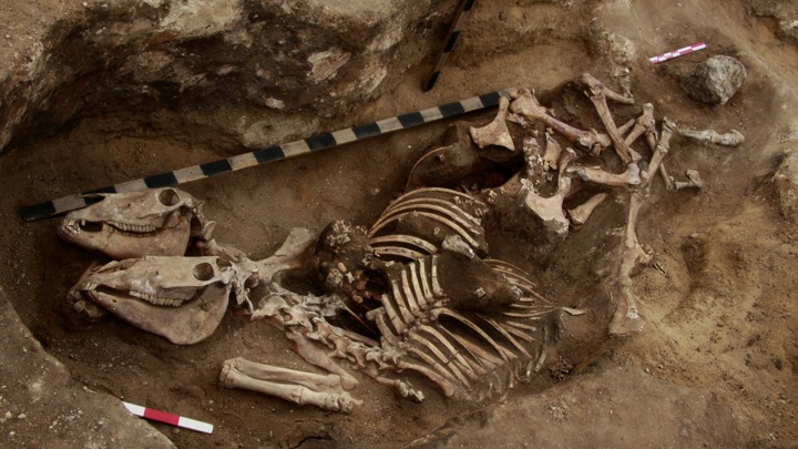 Найденные останки лошадей отодвинули предполагаемую дату зарождения верховой езды на столетия.