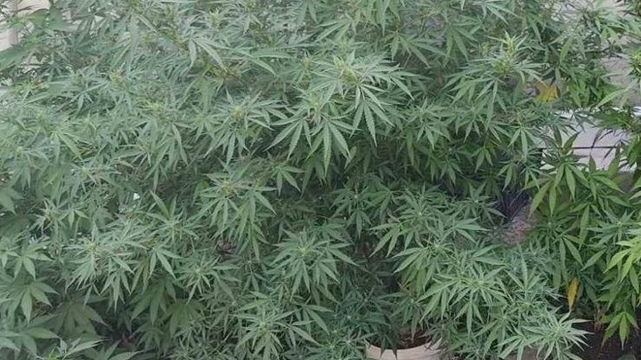 репортажи с плантации марихуаны