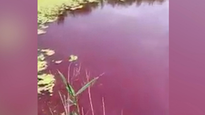 Водоем который окрашивается в нежно розовый цвет. Река Перевозинка Новоаннинский район. Речка окрасилась в фиолетовый цвет. Экологи фиолетовый. Розовая вода в реке Албаши.