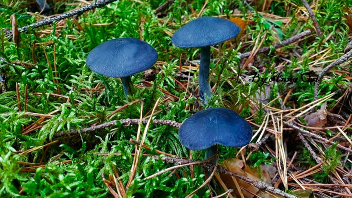 Синий гриб