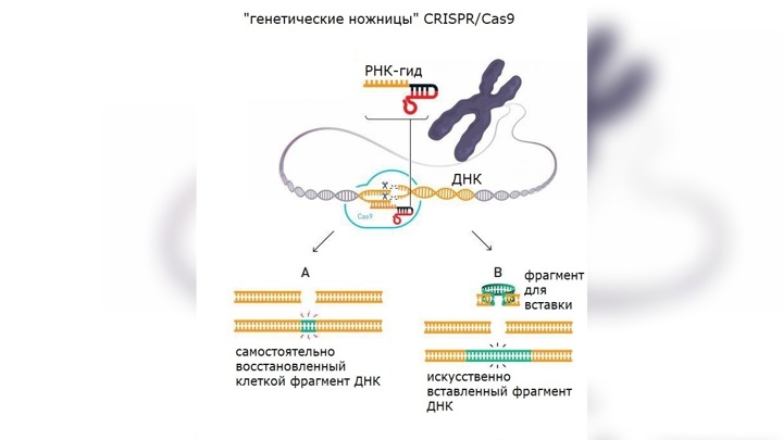 генетические ножницы что это такое. Смотреть фото генетические ножницы что это такое. Смотреть картинку генетические ножницы что это такое. Картинка про генетические ножницы что это такое. Фото генетические ножницы что это такое