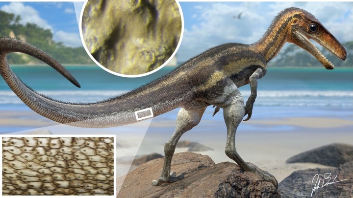 Первый в мире окаменелый "пупок" динозавра найден на музейном экспонате