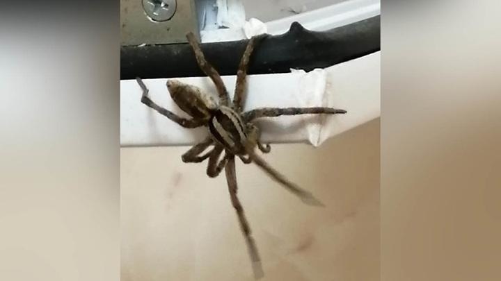 Охотившаяся на паука москвичка ранила брата самодельным копьем