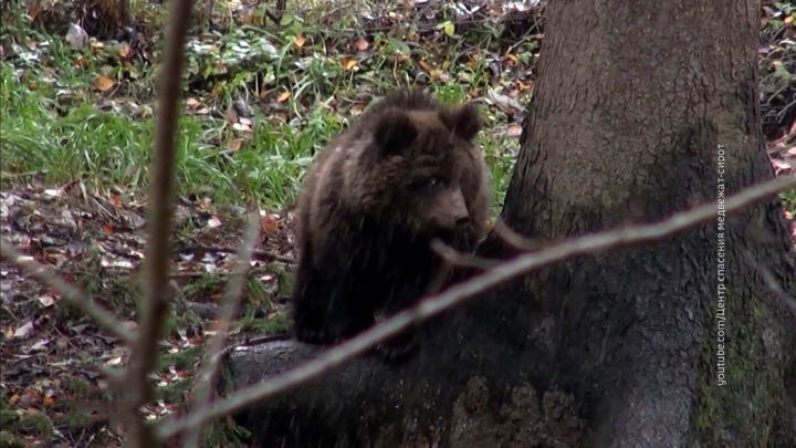 Рысь в подмосковье. Десятка в лесу. Рысь в подмосковье. В подмосковье замечен. Внешнее кольцо кад спб.