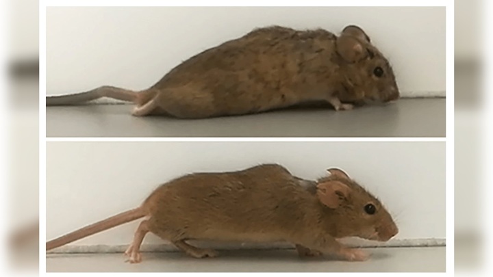 Мышь до (вверху) и после (внизу) лечения.