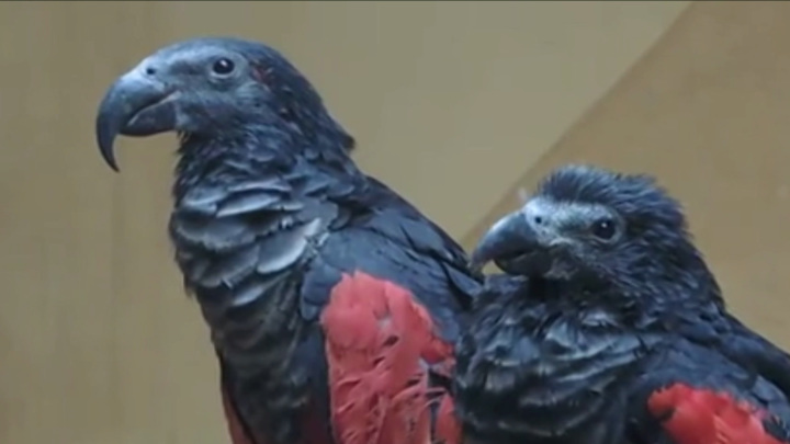 Попугаи-Дракулы появились в Московском зоопарке
