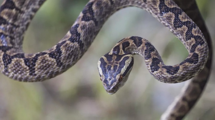 Гены как у змей: люди вполне могли бы обладать ядовитой слюной