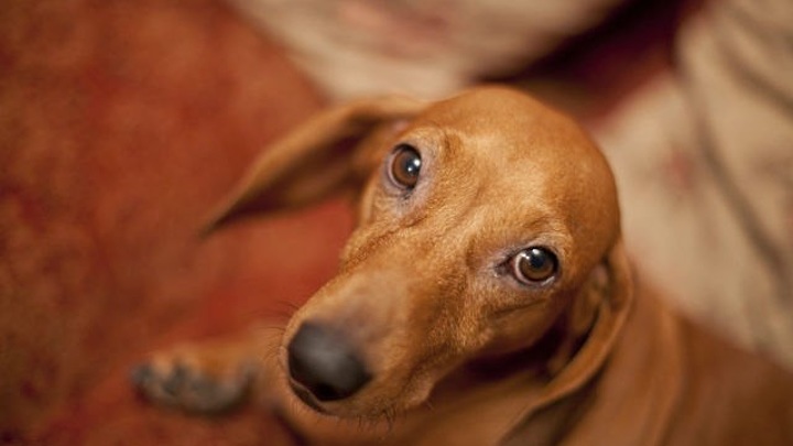 Российская вакцина для животных скоро поступит в оборот. Мнение