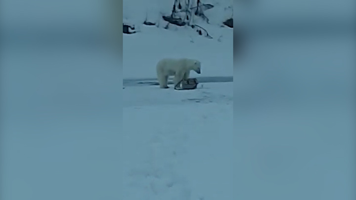 Медведь лишил ее жизни