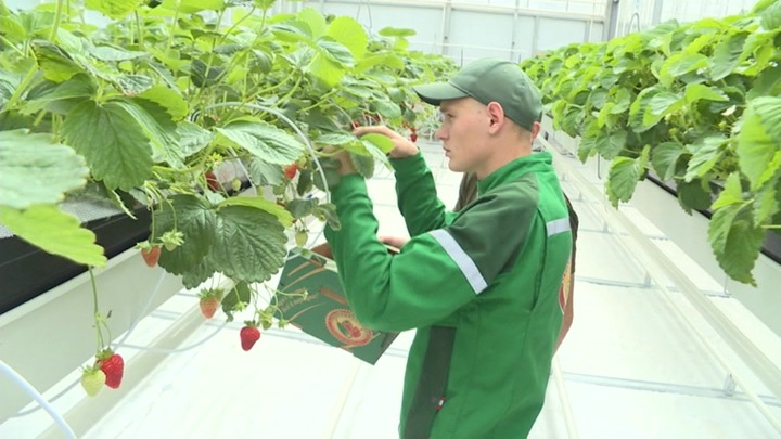 В Магаданской области созрел первый урожай клубники. Новости на "России 24"