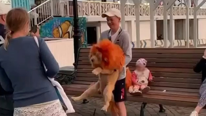 В Сочи полиция проверит скандальных фотографов, эксплуатирующих собак-львов. Вести