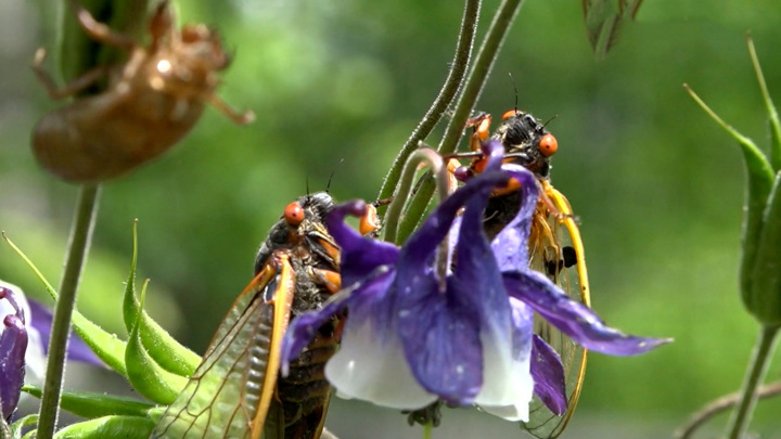 Цикады не дали взлететь самолету американской делегации. Вести в 20:00