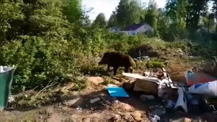 По улицам костромского города бродят дикие кабаны. Вести
