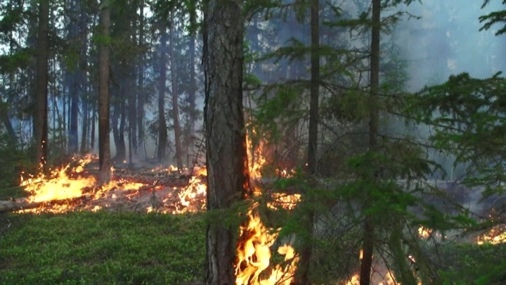 Начальник "Авиалесоохраны" рассказал о ситуации с пожарами в Якутии. Интервью на "России 24"