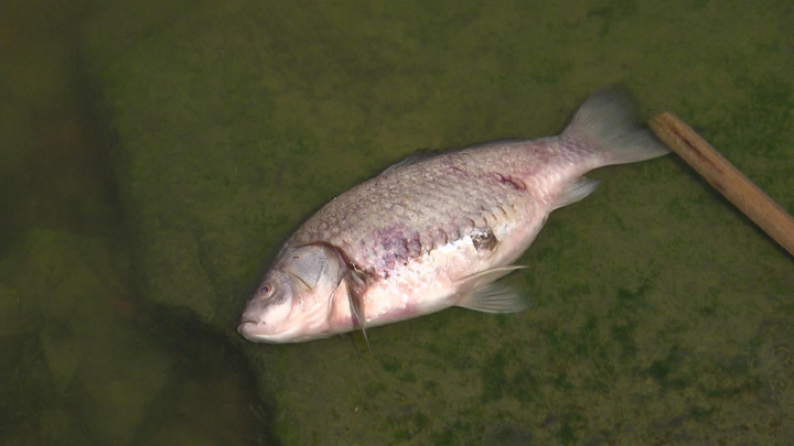 Экологическое бедствие: подмосковный пруд оказался завален дохлой рыбой. Вести-Москва