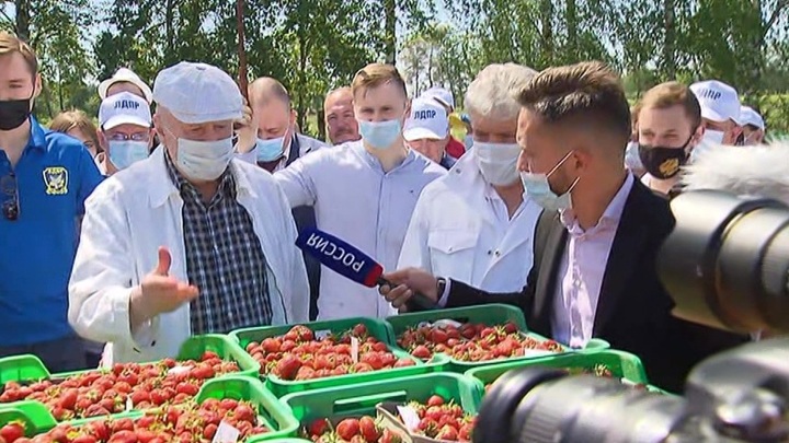 Клубничные поля совхоза имени ленина. Клубничные поля совхоза имени ленина. Совхоз ленина 2024. Совхоз имени ленина клубника сбор 2021 отзывы. Совхоз имени ленина сбор клубники.