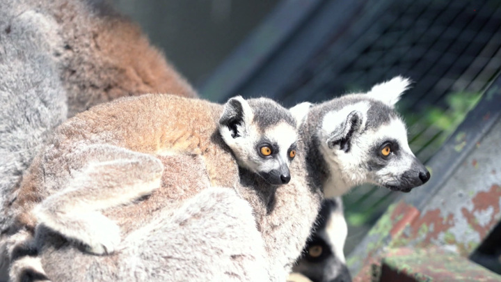 У столичных лемуров родился Вжик. Вести-Москва