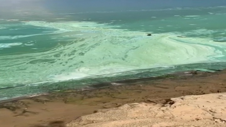 "Как крапивный суп": чем опасно цветение водорослей в Чебоксарах. Новости на "России 24"