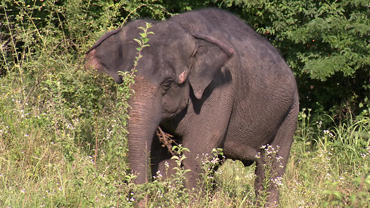 Слоны прибыли на отдых в Сочи