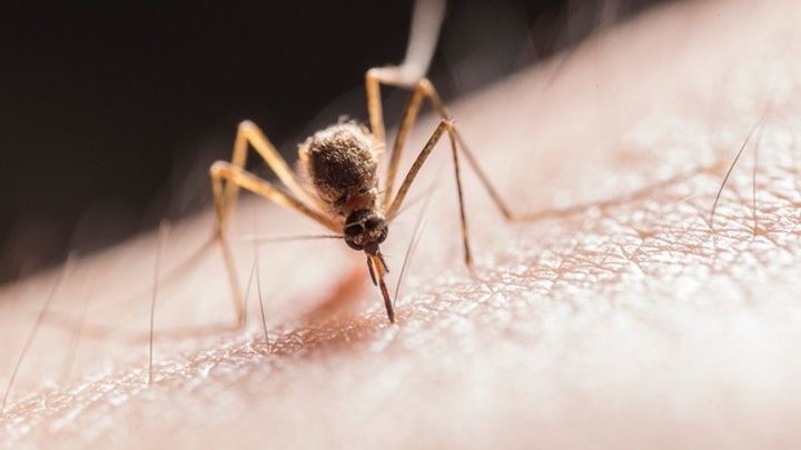 Воронежцы заразились экзотической лихорадкой Западного Нила после укусов комаров
