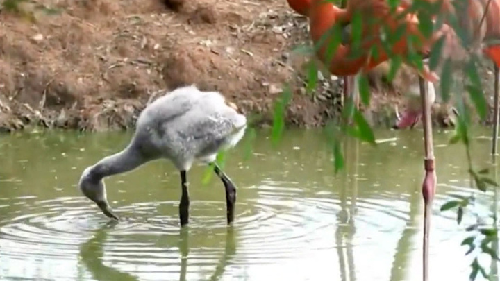 Серые птенцы розовых фламинго появились в столичном зоопарке. Вести-Москва