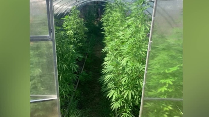 новости про плантация марихуаны