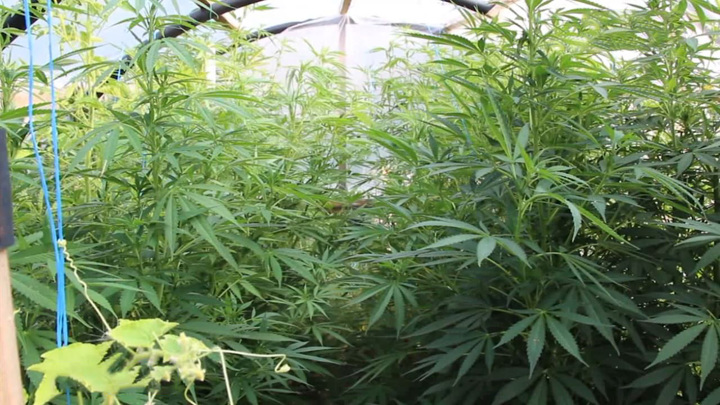 Выращивание конопли в волгограде героин марихуана пронина