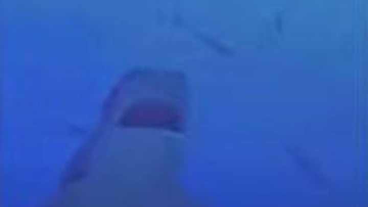 В Крыму появится развлекательный парк с акулами из Сингапура