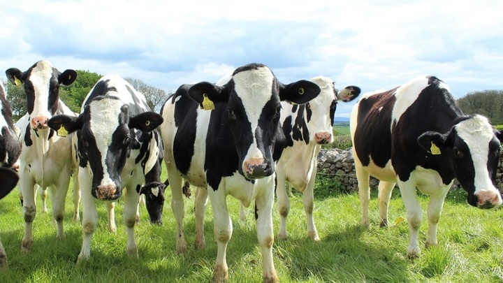 "Призрачные телочки": в Крыму фермер закупил несуществующий скот на 3 миллиона