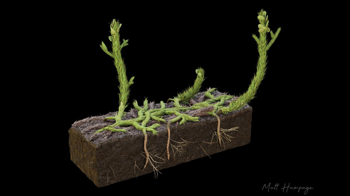 Так растение Asteroxylon mackiei могло выглядеть при жизни.