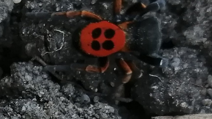 Ядовитого паука увидели в Челябинской области