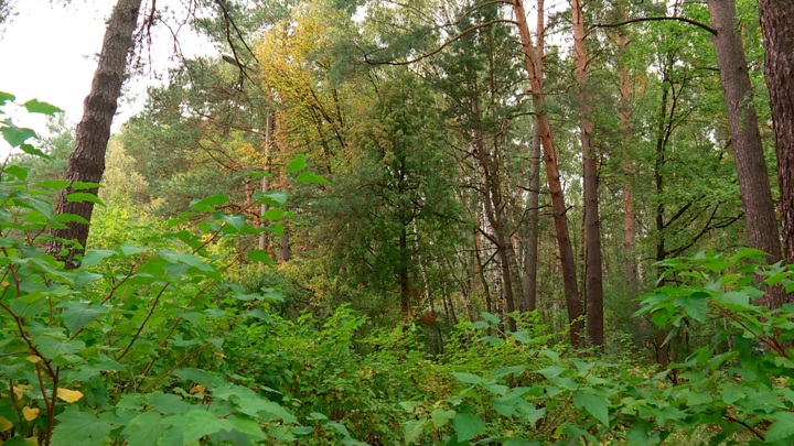 Под Калугой в лесу нашли заблудившегося 81-летнего дедушку