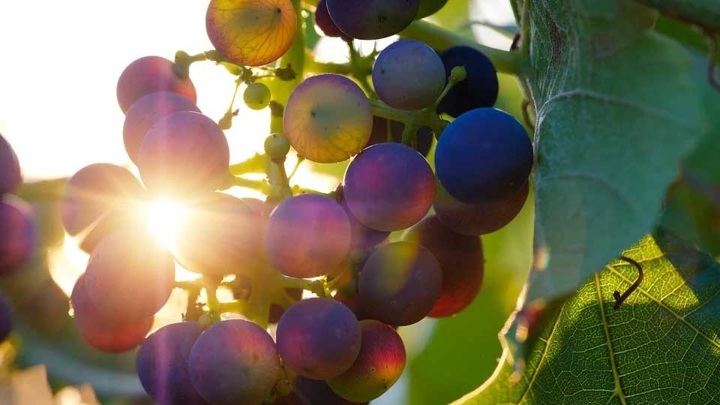 С косточками или без: экперты назвали самый полезный виноград