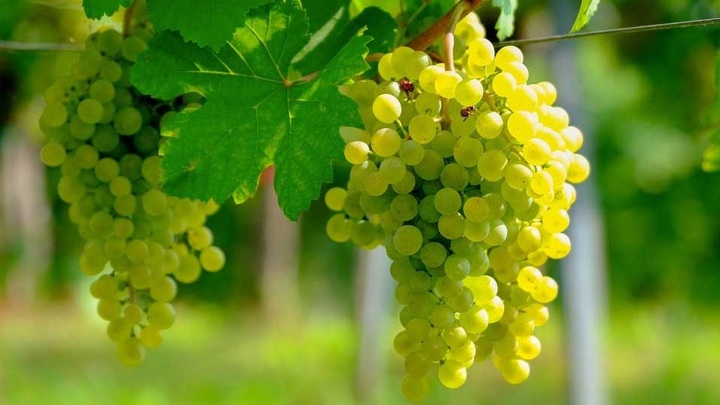 Правительство выдало 1,6 млрд рублей на центр селекции винограда в Крыму
