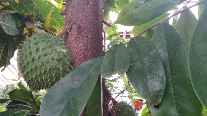 Экзотические плоды созрели в Ботаническом саду Йошкар-Олы