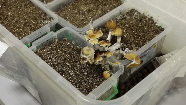 Научного сотрудника поймали на выращивании галлюциногенных грибов