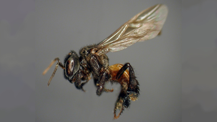 Особь одного из видов пчёл-стервятников.