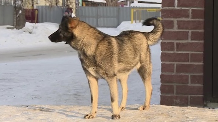 Новый Год 2022 Секс Собака