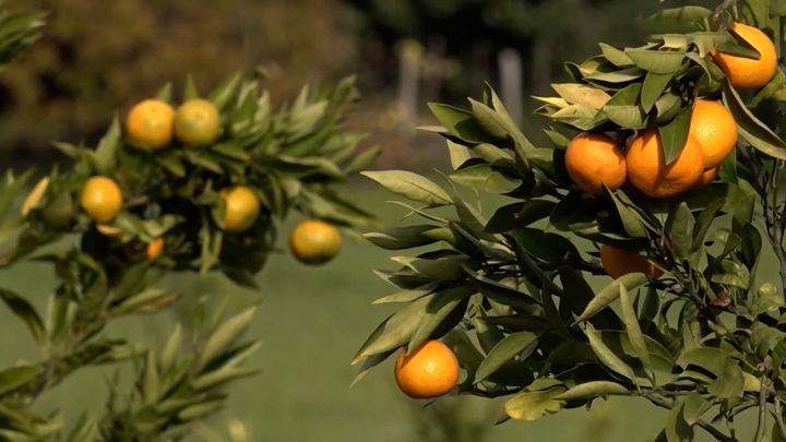Мандарины с пестицидами: полезны только на вид. Вести в 20:00