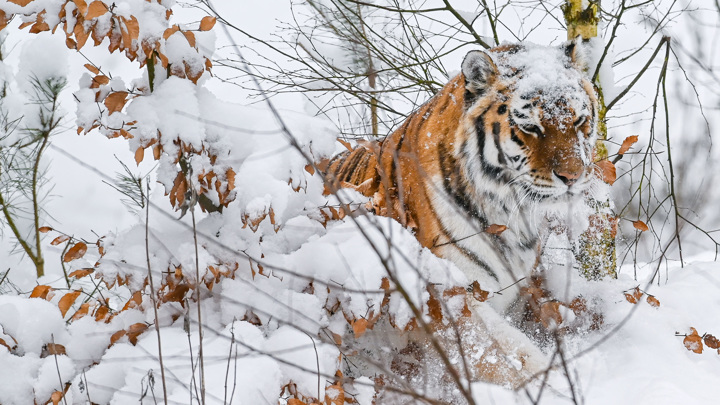 В Приморье охотнадзор проверяет видео, на котором стреляли в амурского тигра