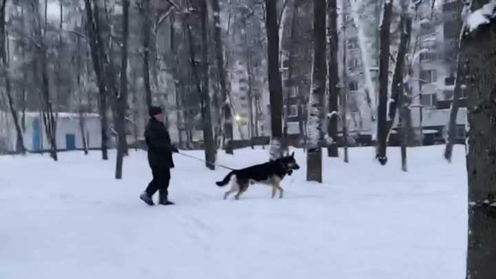 Агрессивная овчарка третий год терроризирует микрорайон. Вести-Москва