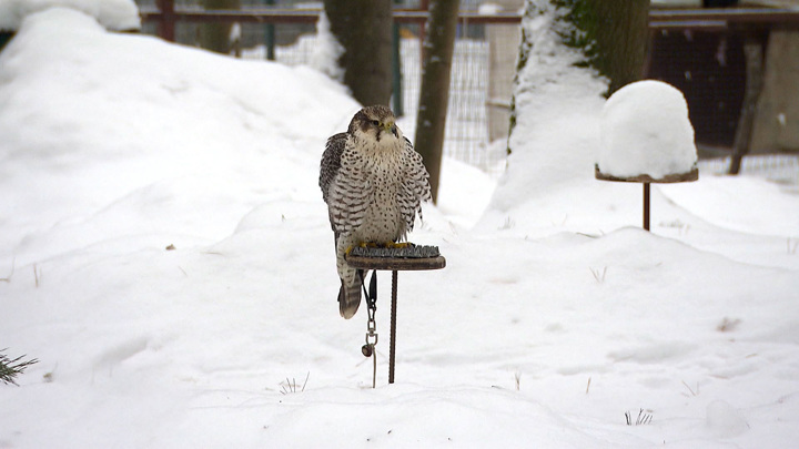 Эфир от 12.01.2022 (21:05). Вести-Москва
