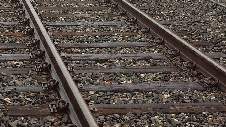 Лось погиб под колесами поезда в Тверской области