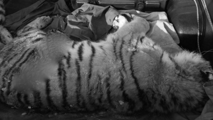 Полицейский насмерть сбил амурского тигра в Приморье
