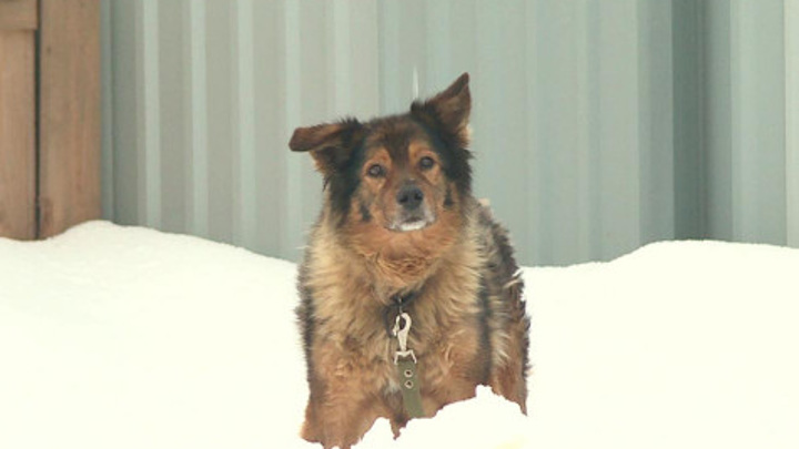 В Калуге ветеринары спасли собаку, которую сбросили с моста